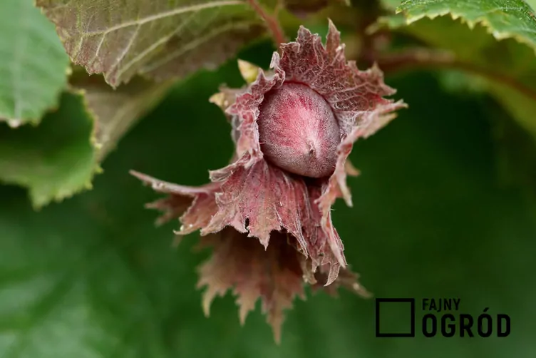 Leszczyna długookrywowa Leszczyna długookrywowa