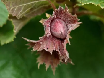 Leszczyna południowa - zdjęcie 3