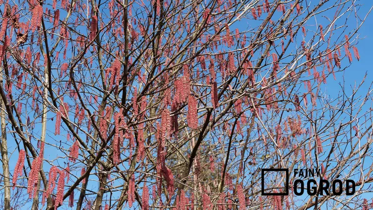 Leszczyna południowa Leszczyna południowa