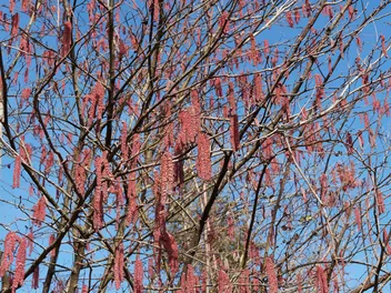 Leszczyna południowa - zdjęcie 4