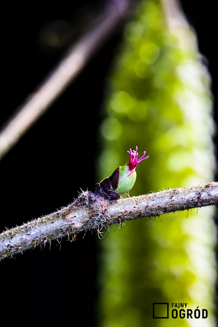 Leszczyna południowa - zdjęcie 5 Leszczyna południowa - zdjęcie 5