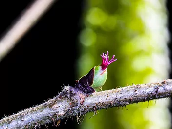 Leszczyna południowa - zdjęcie 5