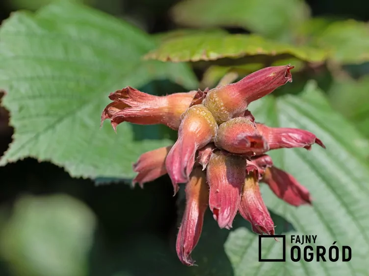 Leszczyna południowa