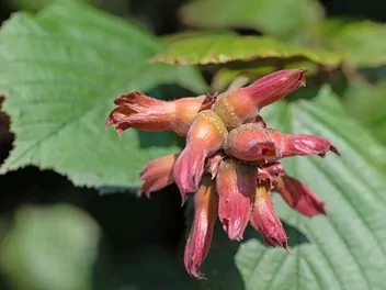 Ilustracja rośliny leszczyna południowa