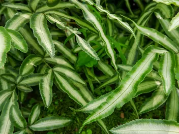 Zdjęcie ilustrujące orliczka kreteńska