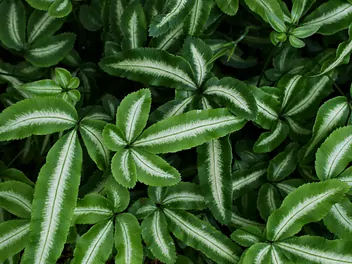 Orliczka kreteńska - zdjęcie 2