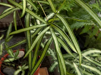 Orliczka kreteńska - zdjęcie 3