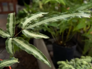 Orliczka kreteńska - zdjęcie 4