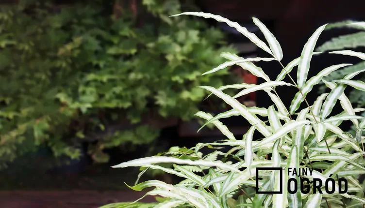 Orliczka kreteńska - zdjęcie 5