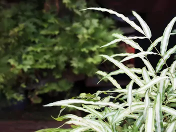 Orliczka kreteńska - zdjęcie 5