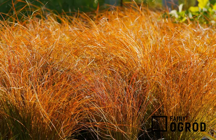 Turzyca ceglasta 'Prairie Fire'