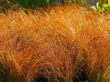 Zdjęcie ilustrujące turzyca ceglasta 'prairie fire'