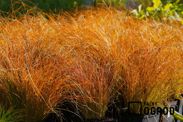 Turzyca prairie fire