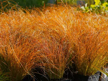 Turzyca ceglasta 'Prairie Fire' - zdjęcie 2