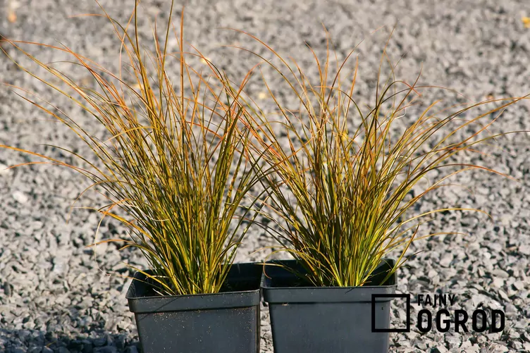 Turzyca ceglasta 'Prairie Fire'