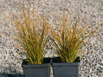 Turzyca ceglasta 'Prairie Fire' - zdjęcie 3