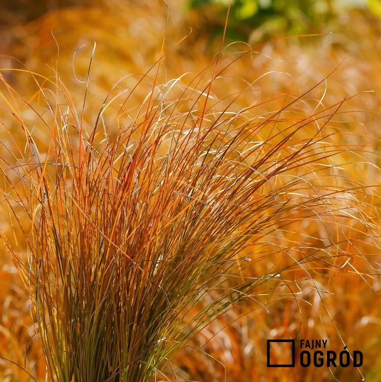 Turzyca ceglasta 'Prairie Fire'