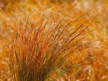 Turzyca ceglasta 'Prairie Fire' - zdjęcie 4