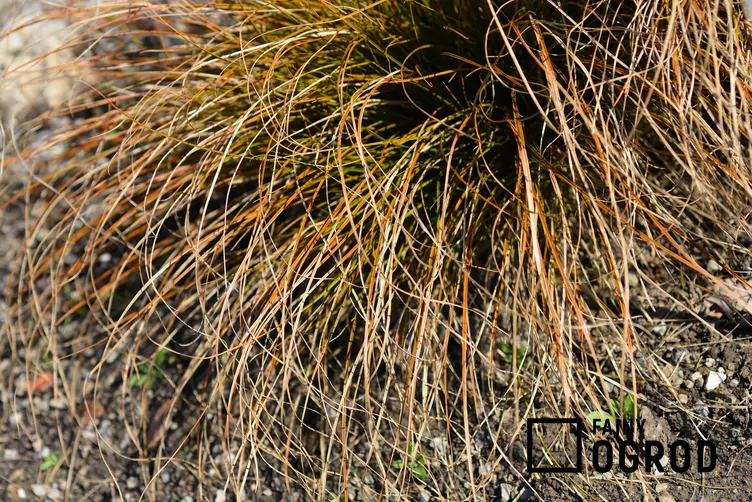 Turzyca ceglasta 'Prairie Fire' - zdjęcie 5