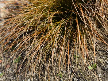 Turzyca ceglasta 'Prairie Fire' - zdjęcie 5