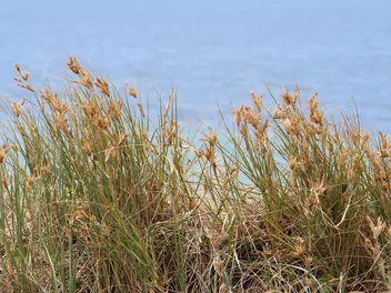 Ilustracja rośliny turzyca piaskowa