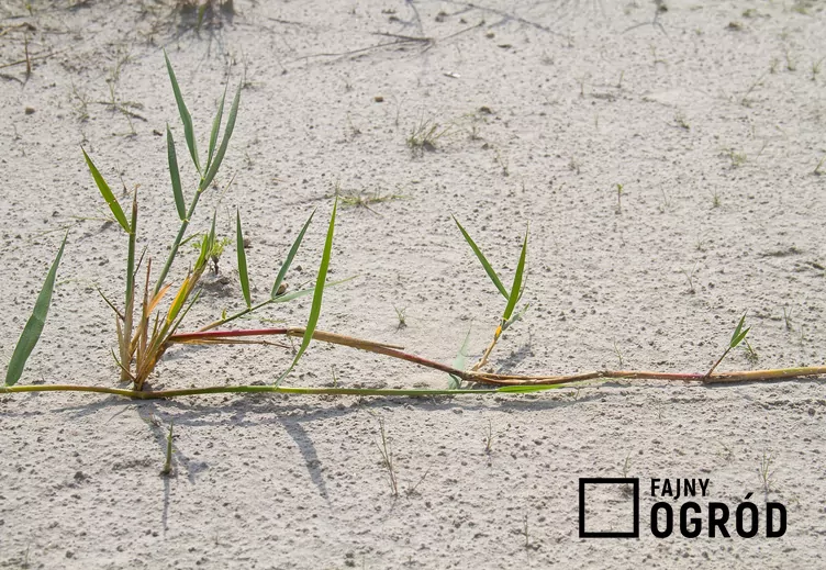 Turzyca piaskowa Turzyca piaskowa