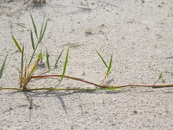 Turzyca piaskowa - zdjęcie 2