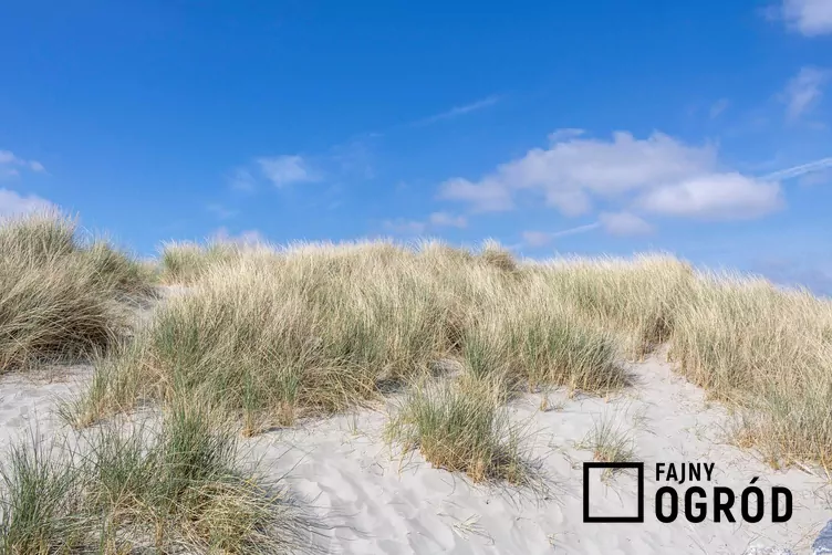 Turzyca piaskowa Turzyca piaskowa