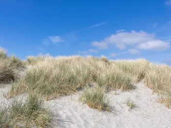 Turzyca piaskowa - zdjęcie 3