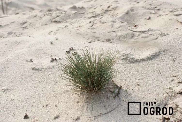 Turzyca piaskowa Turzyca piaskowa