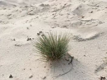 Turzyca piaskowa - zdjęcie 4