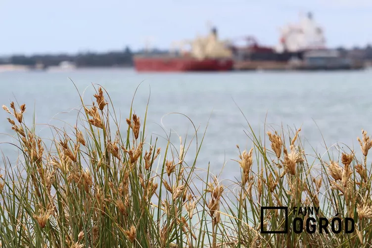 Turzyca piaskowa - zdjęcie 5 Turzyca piaskowa - zdjęcie 5