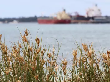 Turzyca piaskowa - zdjęcie 5