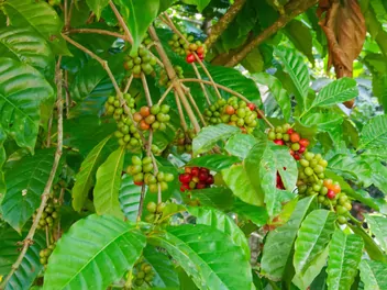 Kawa arabska - zdjęcie 2