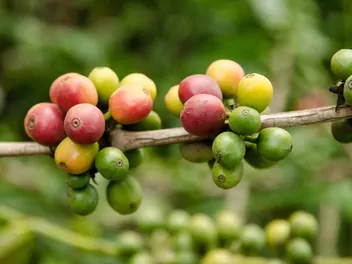 Kawa arabska - zdjęcie 3