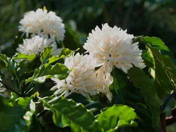 Kawa arabska - zdjęcie 4