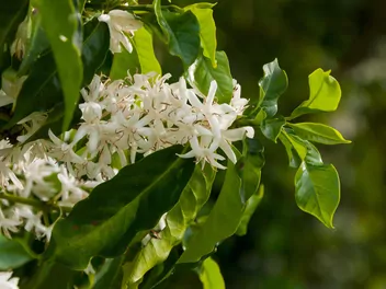 Kawa arabska - zdjęcie 5