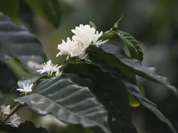 Ilustracja rośliny kawa arabska