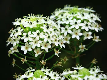 Zdjęcie ilustrujące śniedek saundersa