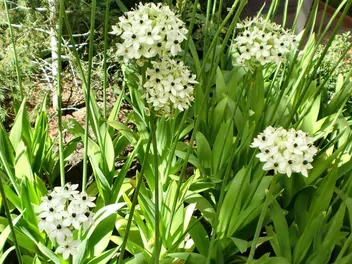 Śniedek Saundersa - zdjęcie 2