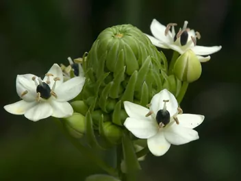 Śniedek Saundersa - zdjęcie 3