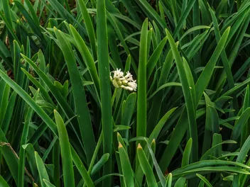 Śniedek Saundersa - zdjęcie 4