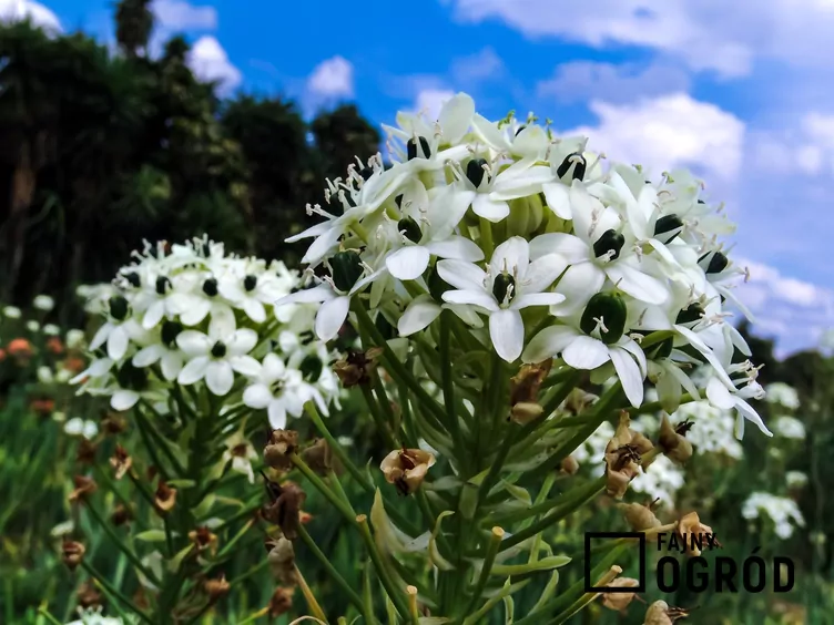 Śniedek Saundersa - zdjęcie 5