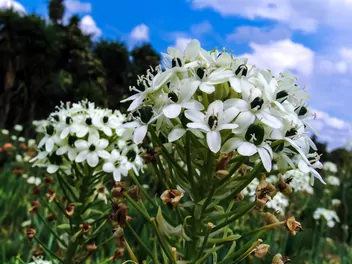 Śniedek Saundersa - zdjęcie 5