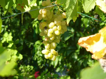 Zdjęcie ilustrujące winorośl 'arkadia'