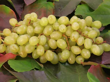 Winorośl 'Arkadia' - zdjęcie 2