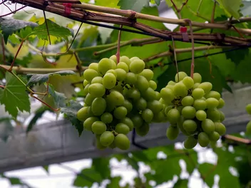 Winorośl 'Arkadia' - zdjęcie 3