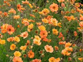 Kuklik chilijski - zdjęcie 2