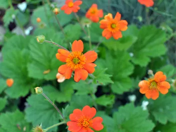 Kuklik chilijski - zdjęcie 3