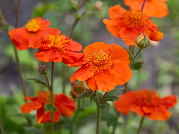 Kuklik chilijski - zdjęcie 4